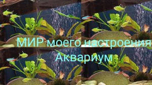 05.12.25 Аквариум часть 6.Запускаю новых рыбок.