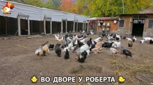 Содержание кур в домашних условиях и других птиц во дворе у Роберта 🐣🐤🦆🐔🪿🦃 (356)
