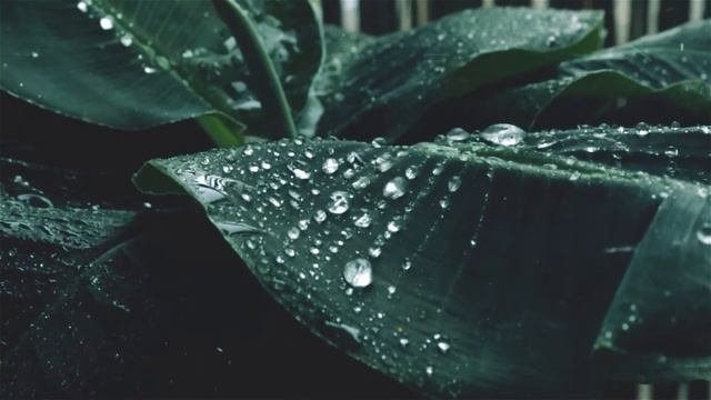 Дождь для Сна и Отдыха - Нежная Музыка для отдыха, Отдых и Сон под Музыку и Дождь, Звуки Дождя и Сон смотреть онлайн