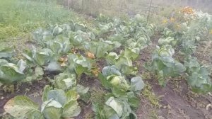 Капуста при органическом земледелии у  моей подписчицы.