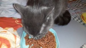 Тишка после прогулки.