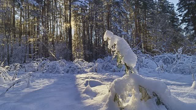 Прогулка по заснеженному лесу смотреть онлайн