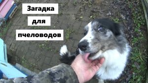 Вопрос знатокам пчеловодства.