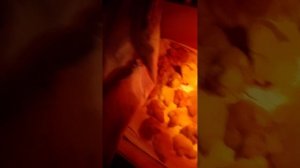 милые цыплята