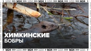 Эксперты прокомментировал нашествие бобров в парке в Химках - Москва 24