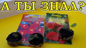 ЗИМА - самое время сеять БЕГОНИЮ👌🌱🌱🌱