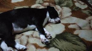 МНОГО ЛИ ДЛЯ СЧАСТЬЯ НАДО.СОБАКИ