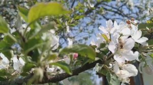 Весна, цветет яблоня, распускаются цветы,поют птицы.