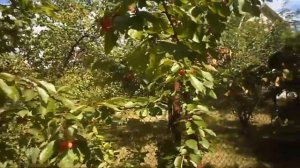 1. В. Железов. Урожай 2016 Черешня.