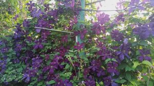 Мои клематисы!