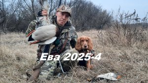 Охота на утку с молодым спаниелем