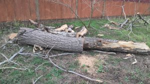 Дерева как и не было. Вакууматор. Жизнь станичная на пенсии.