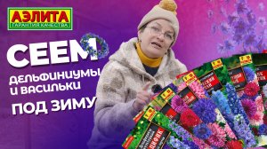 СЕЕМ ЦВЕТЫ ПОД ЗИМУ: дельфиниумы и васильки.
