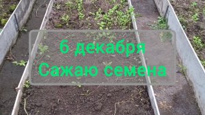 Сажаю семена под зиму в теплицу. 6 декабря 2025.