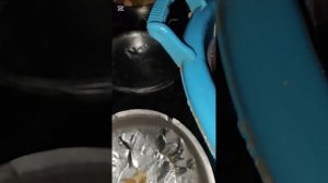 На ужин у собачек баранина