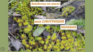 Звёздчатый мох - синтрихия полевая (сельская)
