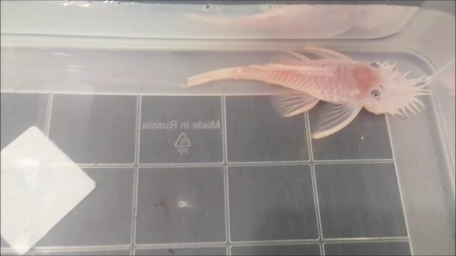 Купил самца номерного сома L144 Snow White для своих самочек