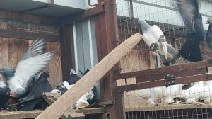 6.12.2025г Бойные Юрия Карповича на Кубани ч.2