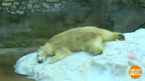 Мишки тоже любят... бананы! Доброе утро. Суббота. Фрагмент выпуска от 06.12.2025