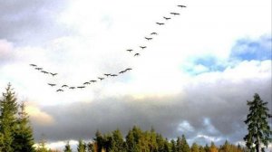 Журавли, журавли улетают ( песни от Юрана )