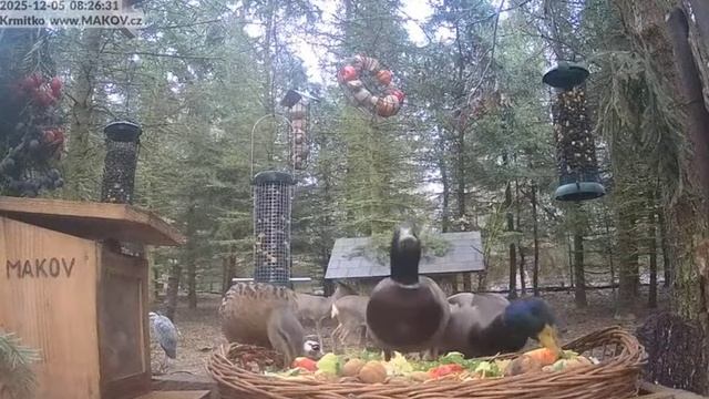 Утки нашли место перекусить. Чехия