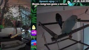 Волнистые попугаи 🦜🦜🦜 | авиарий на балконе📍