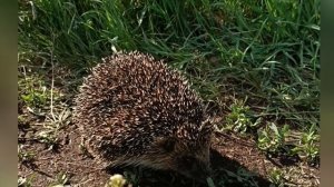 Встреча с ёжиком 🦔