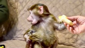 ПРОСТО СМЕХ! Анфиса боится, что Денис ЗАБЕРЕТ ЕЕ ХВОСТ!))