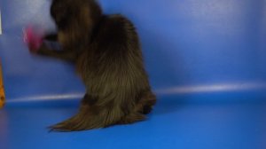 Сибирская кошка Ivushka, 1 год 2 месяца Ищет хозяев!!!