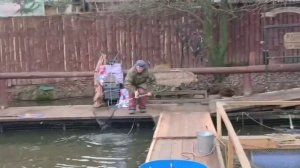 Второе зарыбление и форель активно садится на крючки!!!