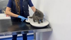 Борьба продолжается! Снова нужна наша помощь!| Клайд