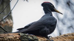 Желна, Измайловский парк, Ноябрь 2025г