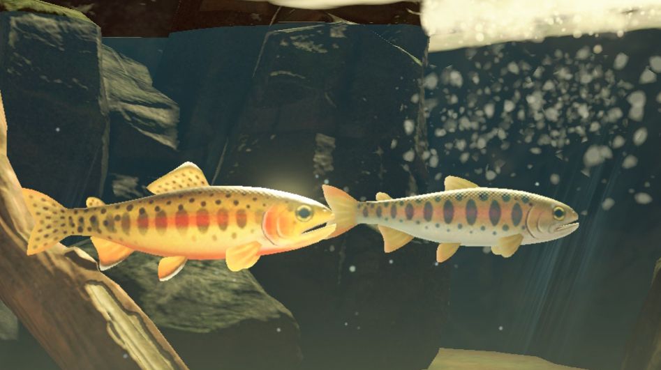 Золотая форель