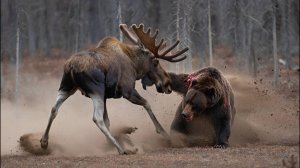 ОН ВЫЖИЛ?! 😱 РЕДЧАЙШАЯ СХВАТКА ЛОСЯ и МЕДВЕДЯ: Никто не ожидал ТАКОЙ КРОВИ