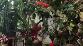 Мой ботанический садик