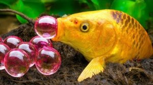 Остров грязевых пиратов! Рыба Кои поймала пиратского краба и угря / Стоп-кадр