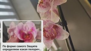 #144 ОрхоVLOG пришла грустинка. Хочу зацвести бабочку El.Lava О защипах.