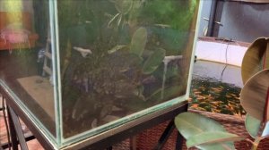 Еженедельный отчет.Карпы КОИ.В холоде и тепле.Новый(старый) светильник