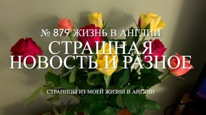 Страшная новость. Наши чихуахуа и разное после моего приезда домой. № 879 Жизнь в Англии