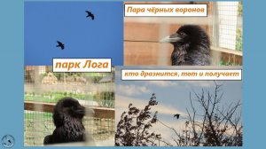 Два молодых чёрных ворона играют. Кто дразнится, тот и получает. Парк Лога
