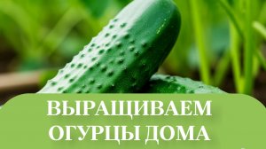 огурцы медленно растут.Но процесс идёт.  к  лучшему.