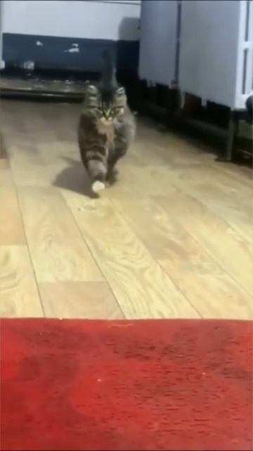 Смешные коты #95-9