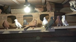 Омская обл. голуби - бойные, гонные. Продажа на авито.