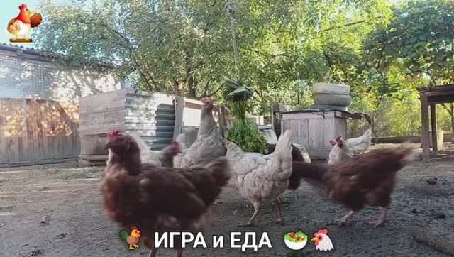 Кормление кур овощами и фруктами для зарядки и от скуки 🥗🐓🤗  (3)