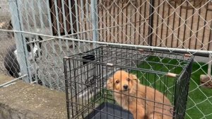 Мы не ожидали, что дикий щенок так быстро нам доверится