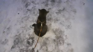 Тишка на улице.