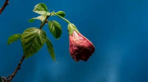 Маа Тери Джай Хо. Песня написанная Шри Матаджи. Maa Teri Jai Ho (A Tribute song)