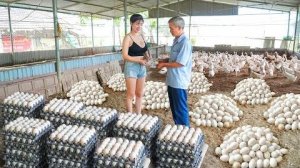 Собрала, много яиц на утиной ферме, еду на местный рынок чтобы их продать.