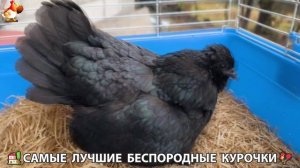 Цыплята и Курочки селяночки лучшие беспородные несушки 🥚 (403)