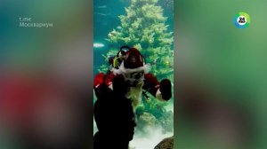 Дед Мороз аквалангист поздравил посетителей Москвариума